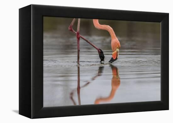 Flamingo Eating in the Galapagos Islands, Ecuador-Karine Aigner-Framed Premier Image Canvas