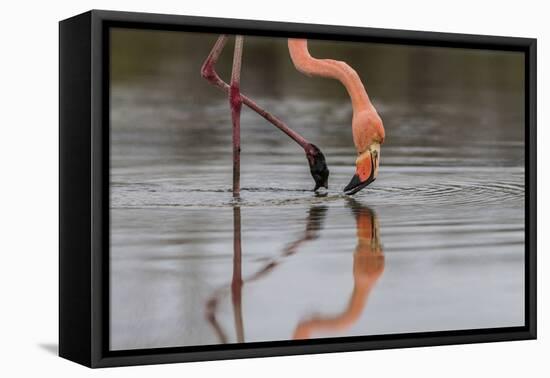 Flamingo Eating in the Galapagos Islands, Ecuador-Karine Aigner-Framed Premier Image Canvas