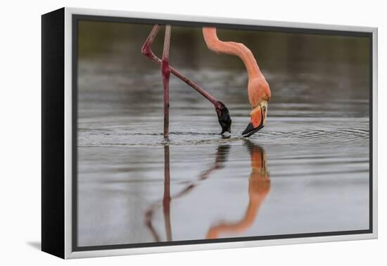 Flamingo Eating in the Galapagos Islands, Ecuador-Karine Aigner-Framed Premier Image Canvas