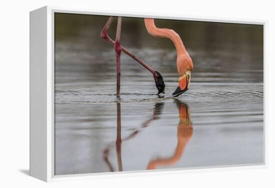 Flamingo Eating in the Galapagos Islands, Ecuador-Karine Aigner-Framed Premier Image Canvas