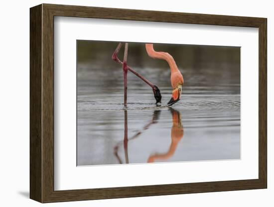 Flamingo Eating in the Galapagos Islands, Ecuador-Karine Aigner-Framed Photographic Print