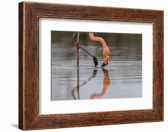 Flamingo Eating in the Galapagos Islands, Ecuador-Karine Aigner-Framed Photographic Print