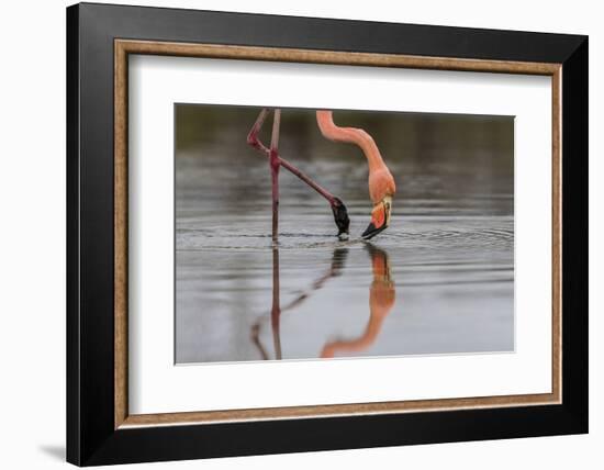 Flamingo Eating in the Galapagos Islands, Ecuador-Karine Aigner-Framed Photographic Print