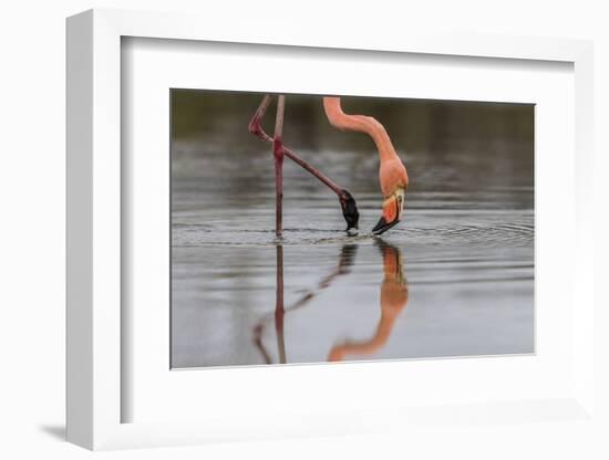 Flamingo Eating in the Galapagos Islands, Ecuador-Karine Aigner-Framed Photographic Print