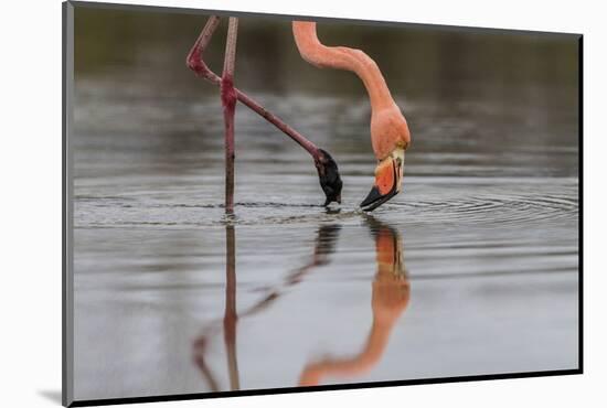 Flamingo Eating in the Galapagos Islands, Ecuador-Karine Aigner-Mounted Photographic Print