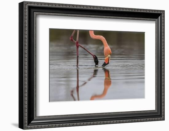 Flamingo Eating in the Galapagos Islands, Ecuador-Karine Aigner-Framed Photographic Print