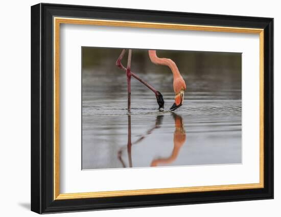 Flamingo Eating in the Galapagos Islands, Ecuador-Karine Aigner-Framed Photographic Print