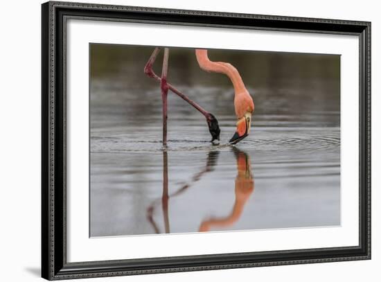 Flamingo Eating in the Galapagos Islands, Ecuador-Karine Aigner-Framed Photographic Print