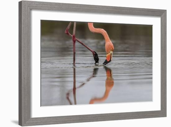 Flamingo Eating in the Galapagos Islands, Ecuador-Karine Aigner-Framed Photographic Print
