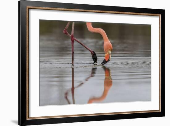 Flamingo Eating in the Galapagos Islands, Ecuador-Karine Aigner-Framed Photographic Print