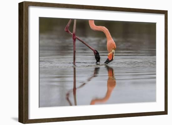 Flamingo Eating in the Galapagos Islands, Ecuador-Karine Aigner-Framed Photographic Print