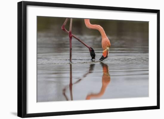 Flamingo Eating in the Galapagos Islands, Ecuador-Karine Aigner-Framed Photographic Print