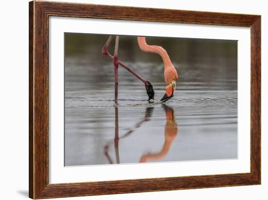 Flamingo Eating in the Galapagos Islands, Ecuador-Karine Aigner-Framed Photographic Print