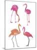Flamingo Fandango II-Sandra Jacobs-Mounted Giclee Print