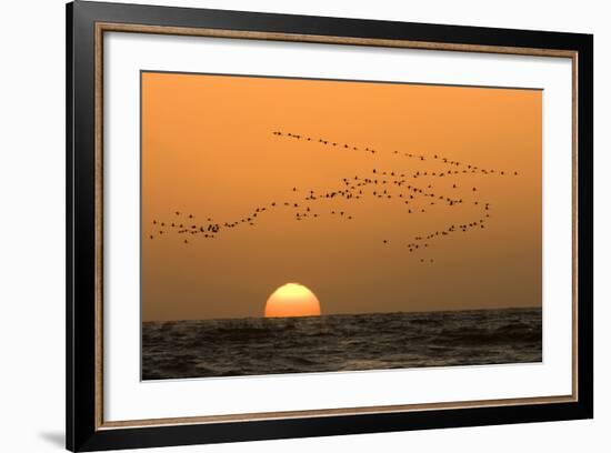 Flamingo Flock in Flight at Sunset over the Atlantic-null-Framed Photographic Print