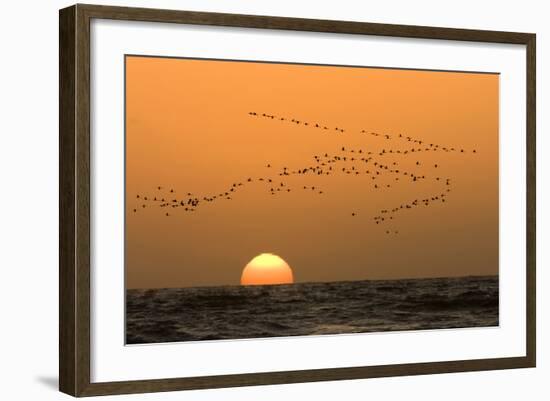 Flamingo Flock in Flight at Sunset over the Atlantic-null-Framed Photographic Print