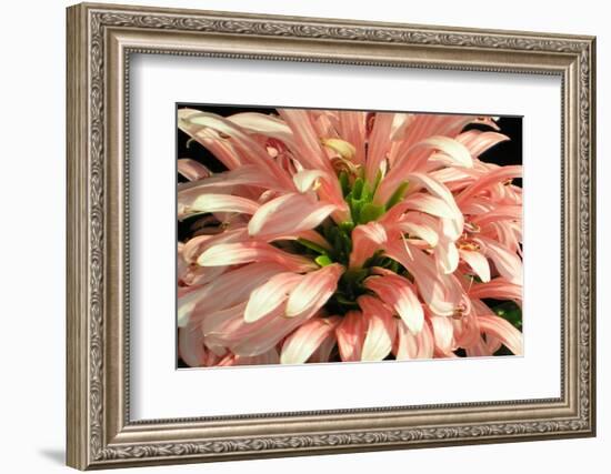 Flamingo Flower-Herb Dickinson-Framed Photographic Print