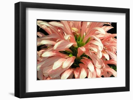 Flamingo Flower-Herb Dickinson-Framed Photographic Print