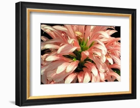 Flamingo Flower-Herb Dickinson-Framed Photographic Print