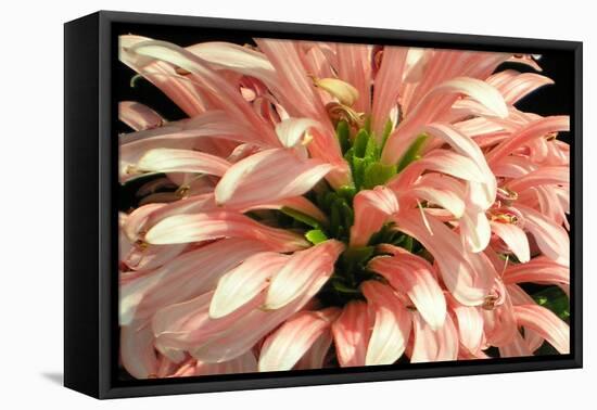 Flamingo Flower-Herb Dickinson-Framed Premier Image Canvas