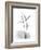 Flamingo Gray-Albert Koetsier-Framed Premium Giclee Print