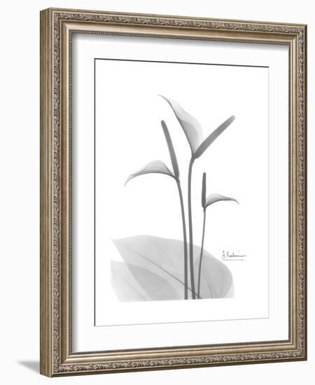 Flamingo Gray-Albert Koetsier-Framed Premium Giclee Print