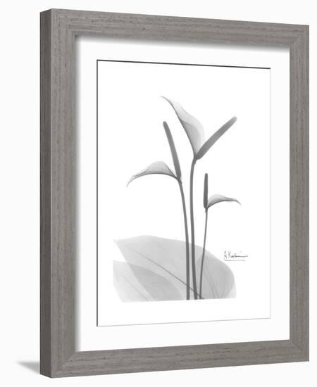 Flamingo Gray-Albert Koetsier-Framed Premium Giclee Print