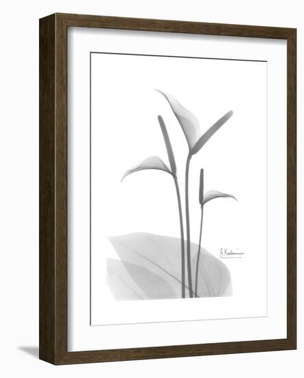 Flamingo Gray-Albert Koetsier-Framed Premium Giclee Print