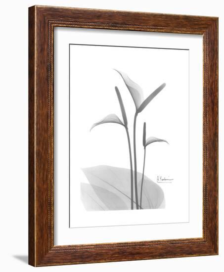 Flamingo Gray-Albert Koetsier-Framed Premium Giclee Print