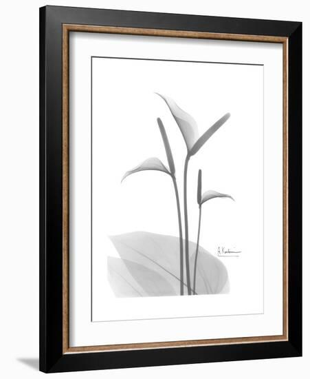 Flamingo Gray-Albert Koetsier-Framed Premium Giclee Print