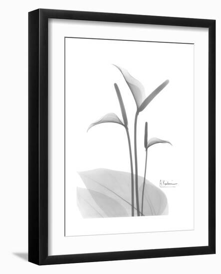 Flamingo Gray-Albert Koetsier-Framed Premium Giclee Print