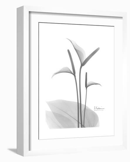 Flamingo Gray-Albert Koetsier-Framed Premium Giclee Print