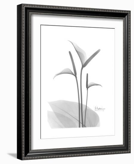 Flamingo Gray-Albert Koetsier-Framed Premium Giclee Print