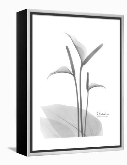 Flamingo Gray-Albert Koetsier-Framed Stretched Canvas