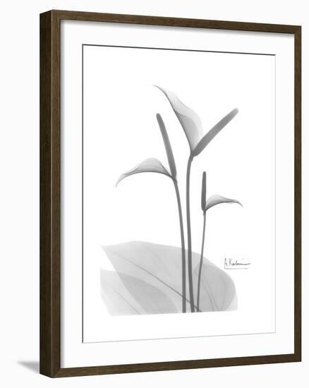 Flamingo Gray-Albert Koetsier-Framed Premium Giclee Print