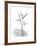 Flamingo Gray-Albert Koetsier-Framed Premium Giclee Print