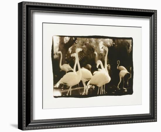 Flamingo Group-Theo Westenberger-Framed Photographic Print