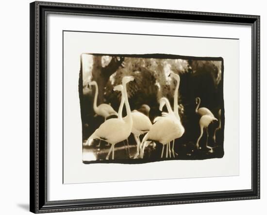 Flamingo Group-Theo Westenberger-Framed Photographic Print