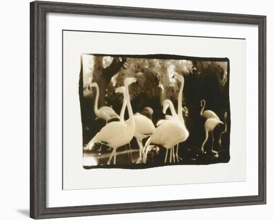 Flamingo Group-Theo Westenberger-Framed Photographic Print