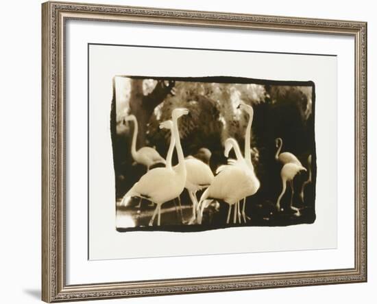 Flamingo Group-Theo Westenberger-Framed Photographic Print