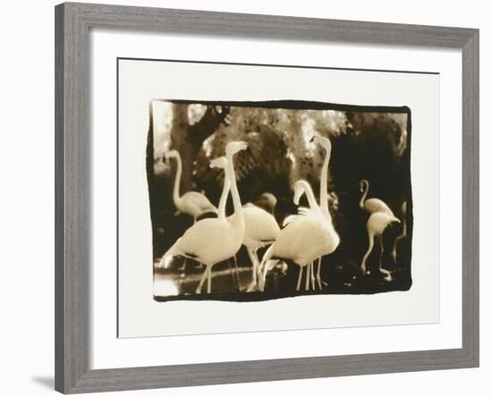 Flamingo Group-Theo Westenberger-Framed Photographic Print