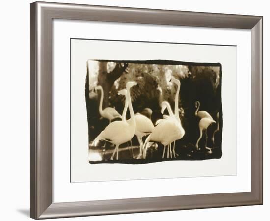 Flamingo Group-Theo Westenberger-Framed Photographic Print