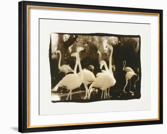 Flamingo Group-Theo Westenberger-Framed Photographic Print