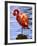 Flamingo in Water-Lisa S. Engelbrecht-Framed Photographic Print