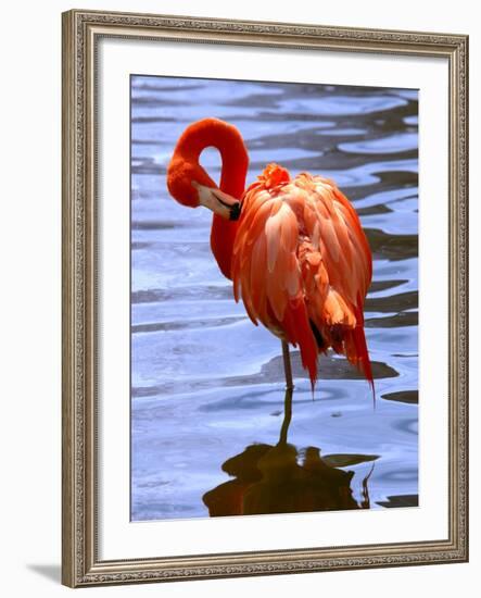 Flamingo in Water-Lisa S. Engelbrecht-Framed Photographic Print