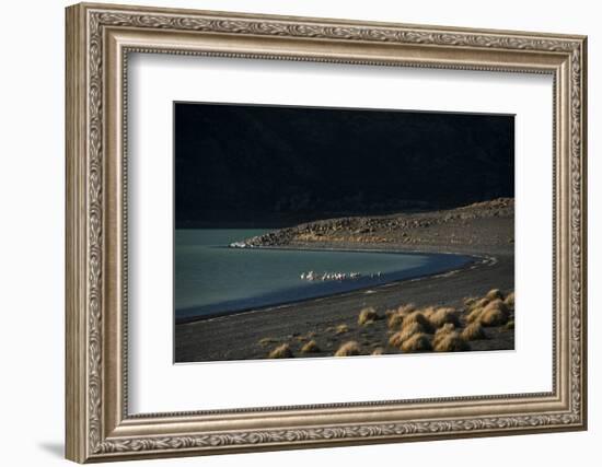 Flamingo on Blue Lake, Torres del Paine, Patagonia, Magellanic, Chile-Pete Oxford-Framed Photographic Print