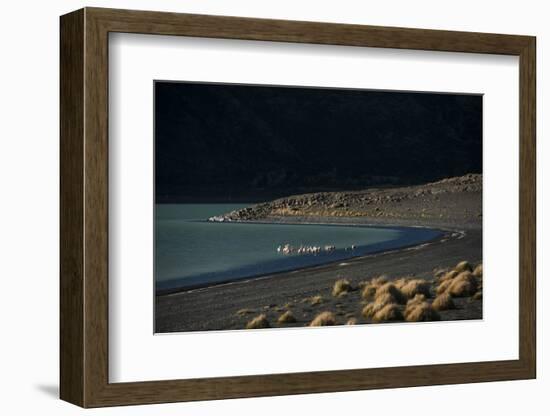 Flamingo on Blue Lake, Torres del Paine, Patagonia, Magellanic, Chile-Pete Oxford-Framed Photographic Print