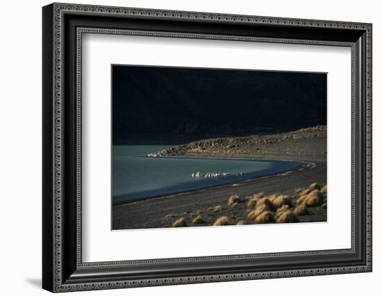 Flamingo on Blue Lake, Torres del Paine, Patagonia, Magellanic, Chile-Pete Oxford-Framed Photographic Print