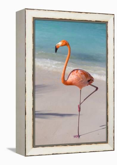 Flamingo on Flamingo Beach, Renaissance Island, Oranjestad, Aruba, Lesser Antilles-Jane Sweeney-Framed Premier Image Canvas