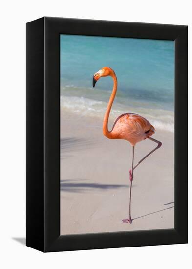 Flamingo on Flamingo Beach, Renaissance Island, Oranjestad, Aruba, Lesser Antilles-Jane Sweeney-Framed Premier Image Canvas